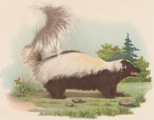 Skunk